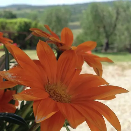 Alloggio per agriturismo Podere Orzalume Piano Terra *